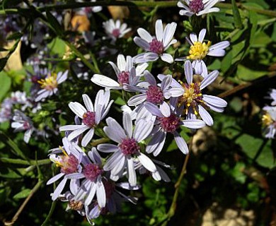 Symphyotrichum drummondii