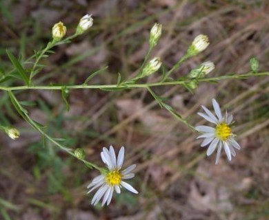 Symphyotrichum dumosum