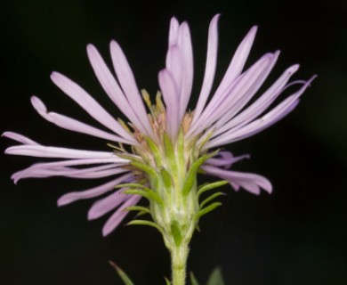 Symphyotrichum elliottii