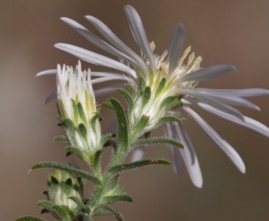 Symphyotrichum ericoides