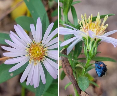 Symphyotrichum eulae