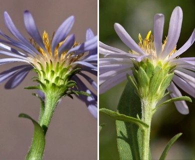 Symphyotrichum foliaceum