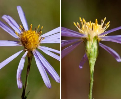 Symphyotrichum laeve