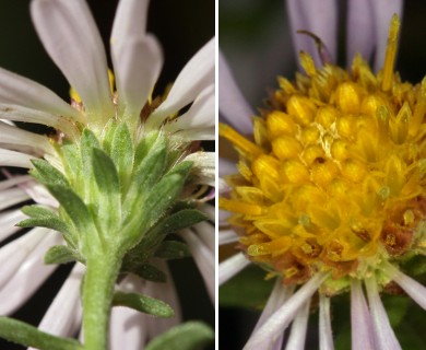 Symphyotrichum lanceolatum