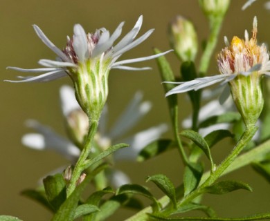 Symphyotrichum lateriflorum