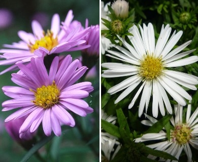 Symphyotrichum novi-belgii