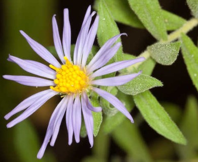 Symphyotrichum oblongifolium