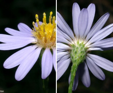 Symphyotrichum oolentangiense