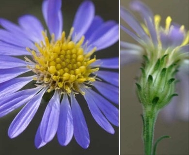 Symphyotrichum patens