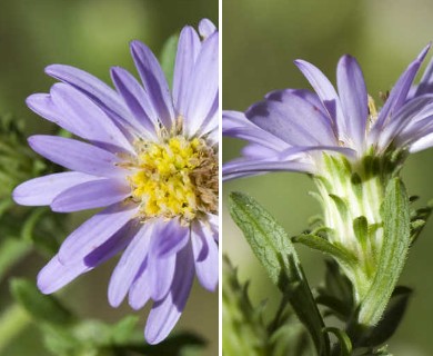 Symphyotrichum praealtum