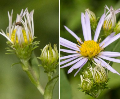 Symphyotrichum prenanthoides