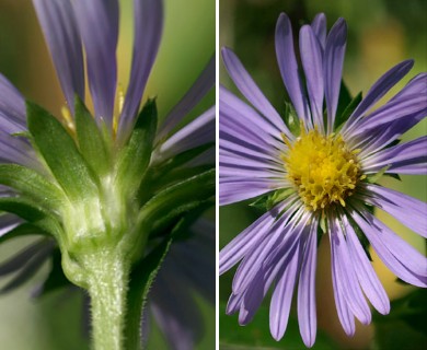 Symphyotrichum puniceum