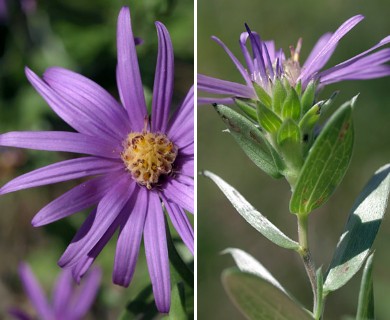 Symphyotrichum sericeum