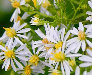 Symphyotrichum shortii