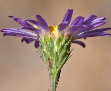 Symphyotrichum spathulatum