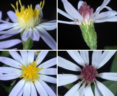 Symphyotrichum undulatum