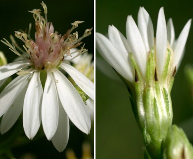 Symphyotrichum urophyllum