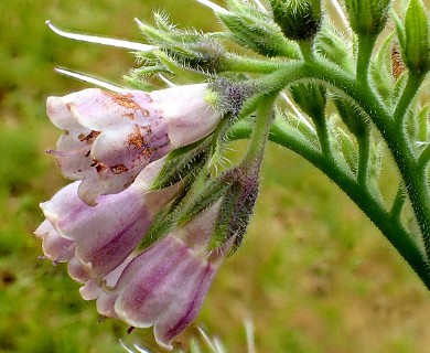 Symphytum officinale