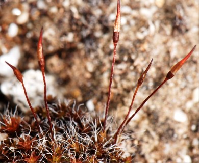 Syntrichia caninervis