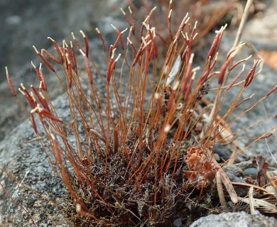 Syntrichia princeps