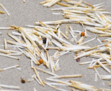 Syringodium filiforme