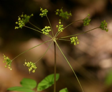 Taenidia integerrima