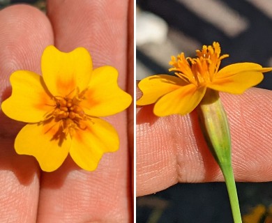 Tagetes lunulata