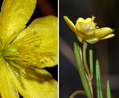 Talinum polygaloides