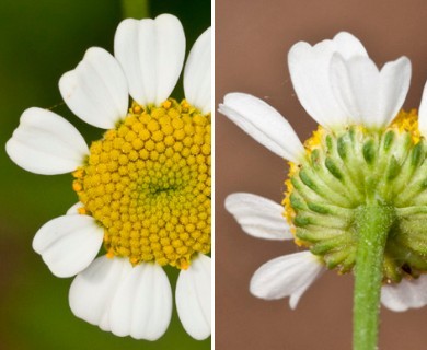 Tanacetum parthenium