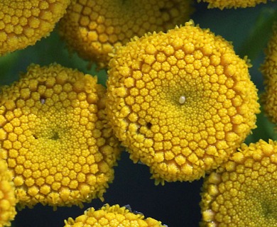 Tanacetum vulgare