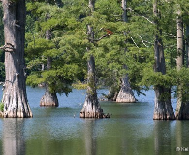 Taxodium distichum