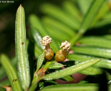 Taxus canadensis