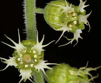 Tellima grandiflora