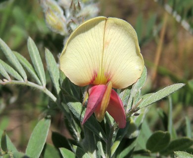 Tephrosia virginiana