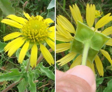 Tetragonotheca repanda