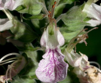 Teucrium canadense