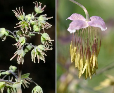 Thalictrum dioicum