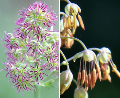 Thalictrum fendleri