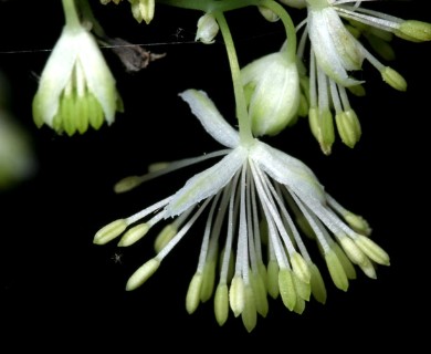 Thalictrum pubescens