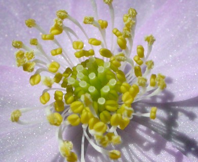 Thalictrum thalictroides