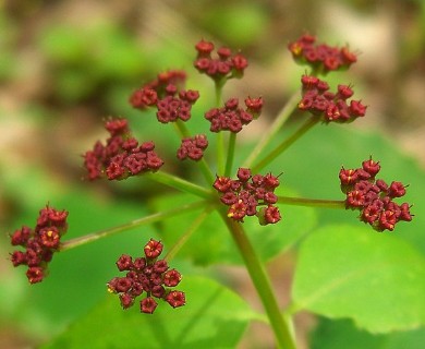 Thaspium trifoliatum