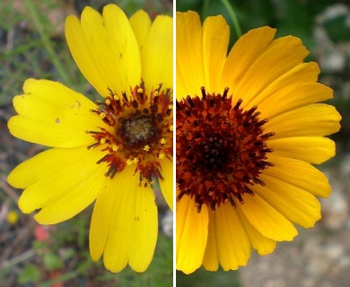 Thelesperma filifolium