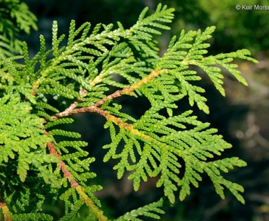 Thuja occidentalis