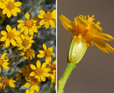 Thymophylla setifolia