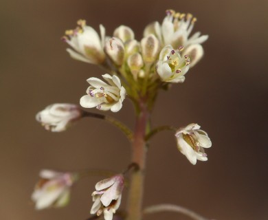 Thysanocarpus curvipes