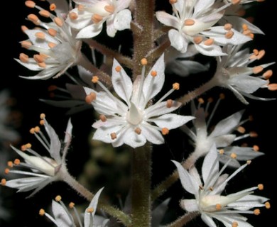 Tiarella cordifolia