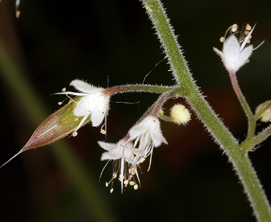 Tiarella trifoliata