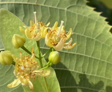 Tilia americana