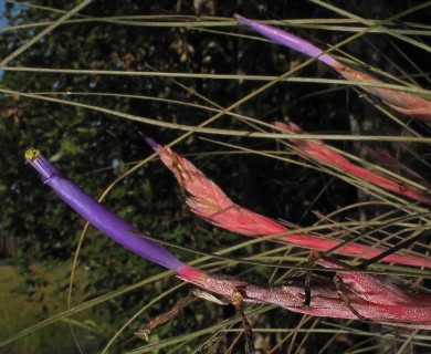 Tillandsia bartramii