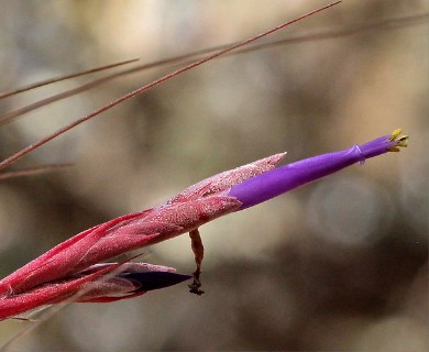 Tillandsia setacea